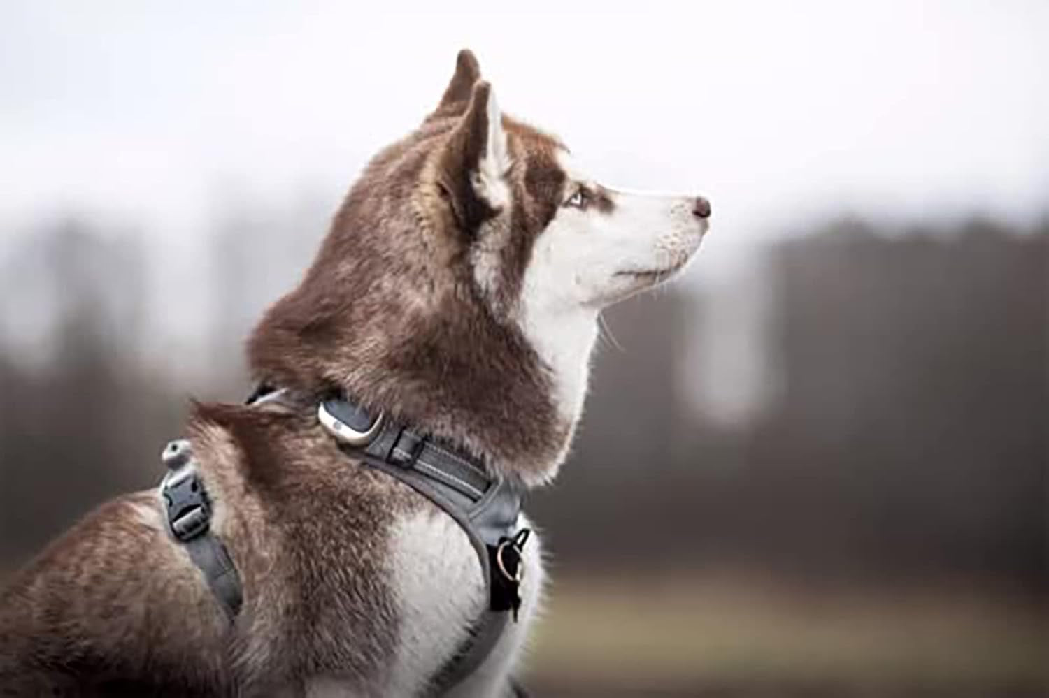 Adjustable No-Pull Dog Harness Reflective Pup Vest Harnesses Comfortable Control Brilliant Colors